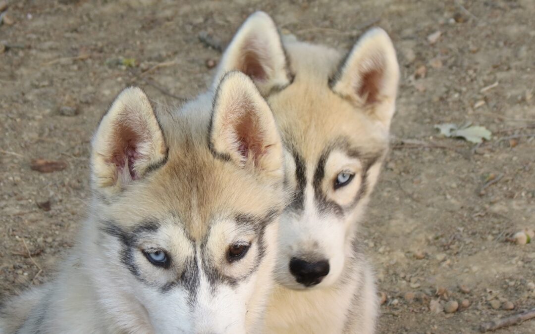 Chiots de Orphie et Serial lover