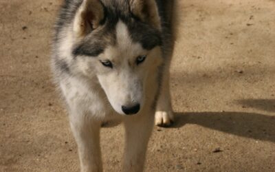 Petits loups ou adultes à replacer