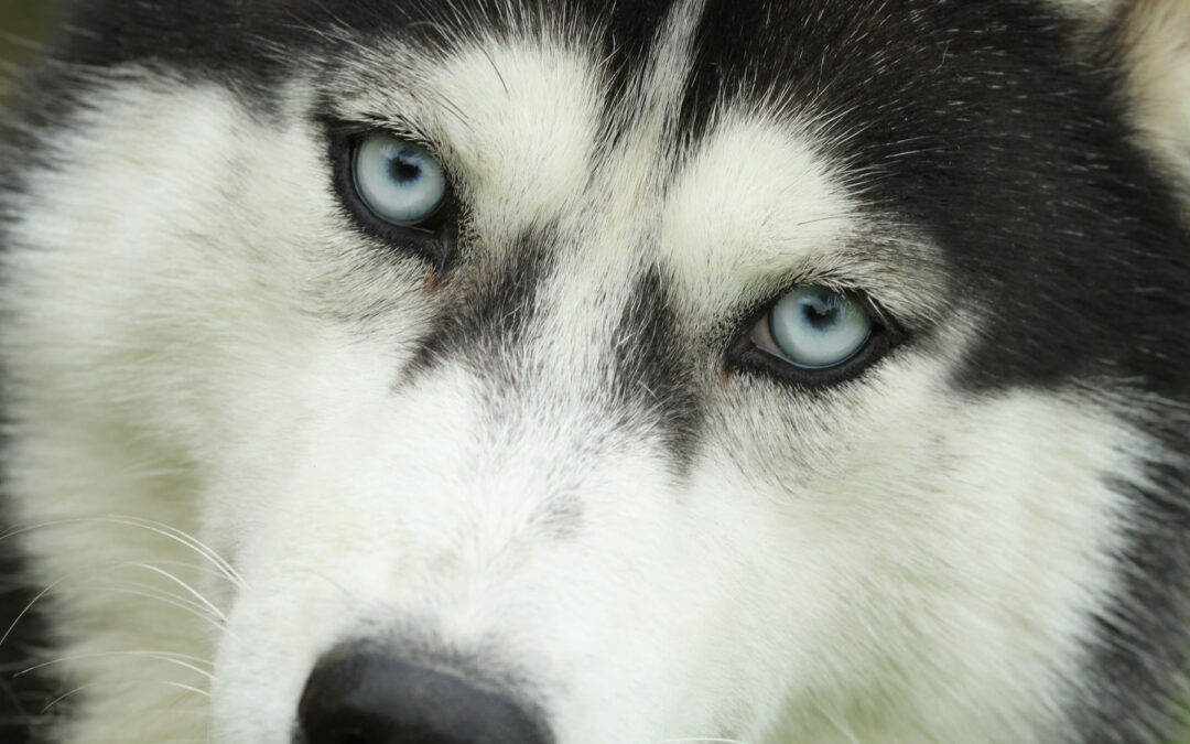 Petits loups ou adultes à replacer