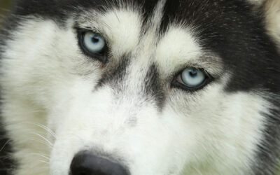 Petits loups ou adultes à replacer
